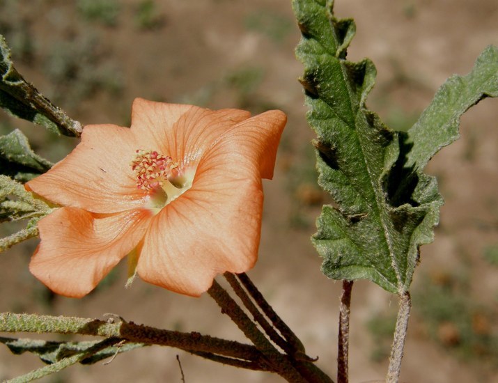 Image of spear globemallow