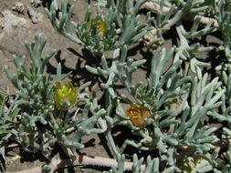 صورة Peganum mexicanum A. Gray