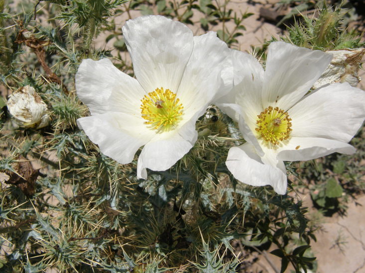 Image of Argemone echinata G. B. Ownbey