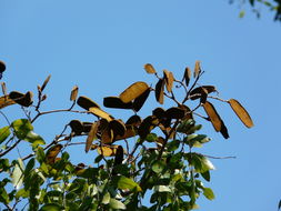 Image de Julbernardia globiflora (Benth.) Troupin