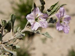 Image de <i>Bouchetia erecta</i>