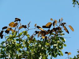 Image de Julbernardia globiflora (Benth.) Troupin