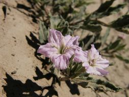 Image de <i>Bouchetia erecta</i>