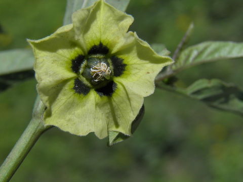 Image of Virginia groundcherry