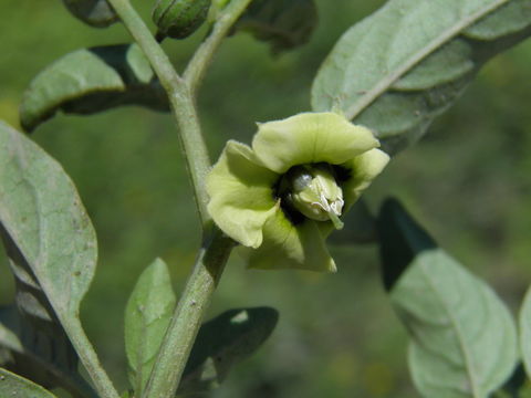 Image of Virginia groundcherry