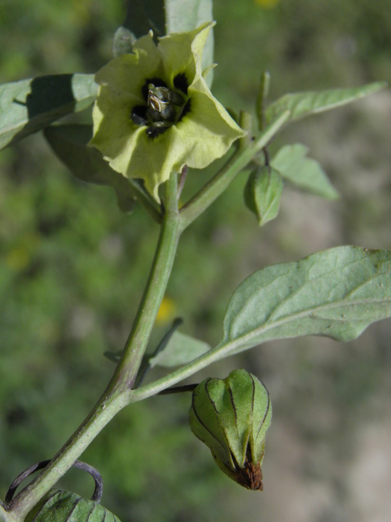 Physalis virginiana Mill.的圖片