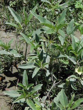 Image of Virginia groundcherry