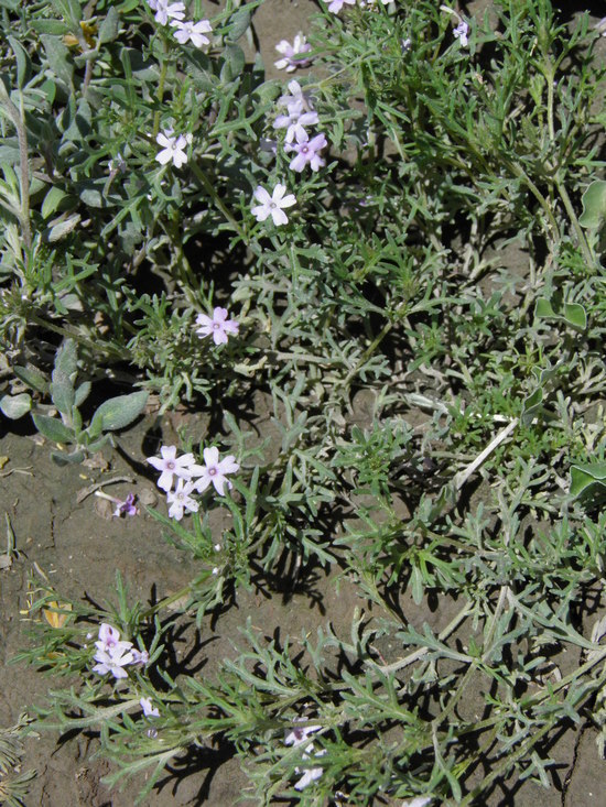 Image of Glandularia alejandrana B. L. Turner