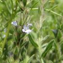 Image of gray vervain