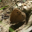 Image of Common Savannah Bush Brown