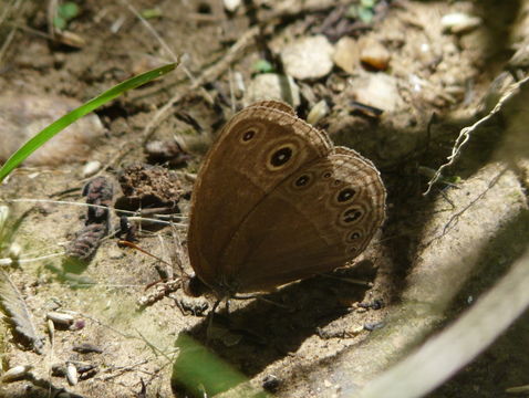 Image of Common Savannah Bush Brown