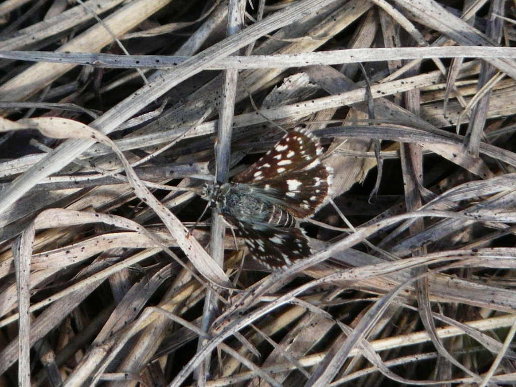 Image of Spialia dromus Plötz 1884