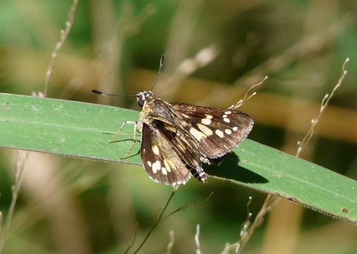 Image of Hoppers