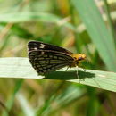 Image of Metisella willemi Wallengren 1857