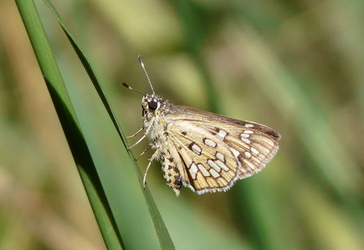 Image of Kedestes callicles Hewitson 1868