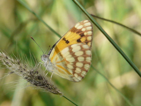 Imagem de Colotis vesta (Reiche (1850))