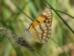 Image of Colotis vesta (Reiche (1850))