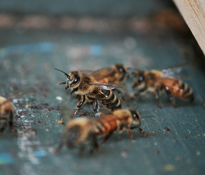 Image of Honey bee