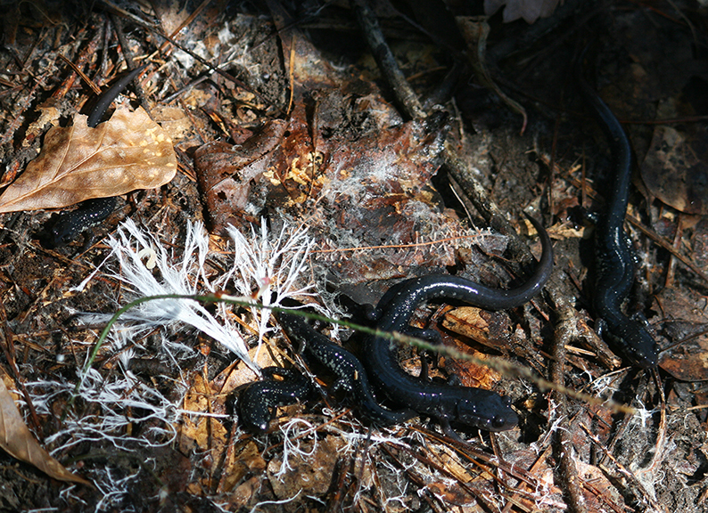 Plethodon chlorobryonis Mittleman 1951 resmi