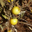 Слика од Solanum incanum L.