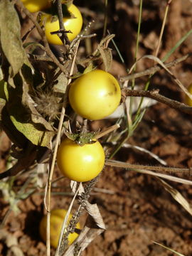 Image of nightshade