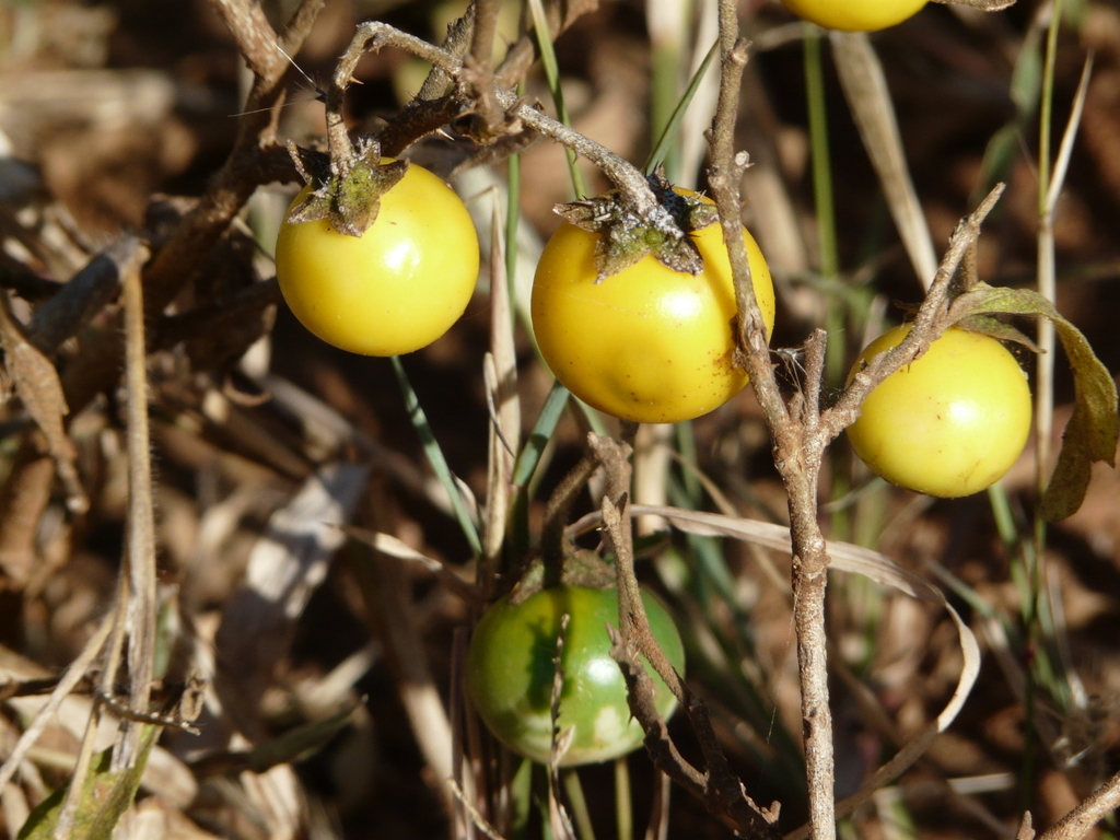 Image of nightshade