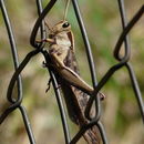 Acanthacris resmi