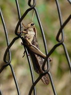 Image of Acanthacris ruficornis (Fabricius 1787)