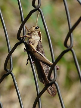 Acanthacris ruficornis (Fabricius 1787) resmi