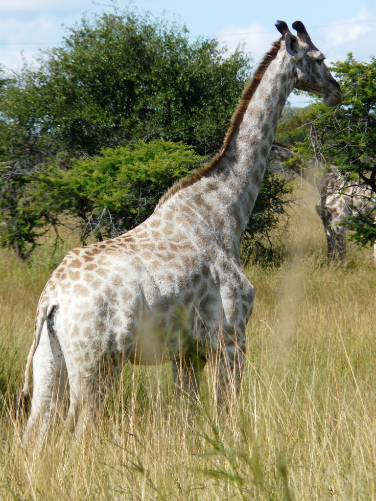 Image of South African Giraffe