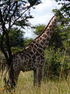 Image of South African Giraffe