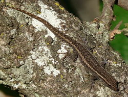 Image of Cape dwarf gecko