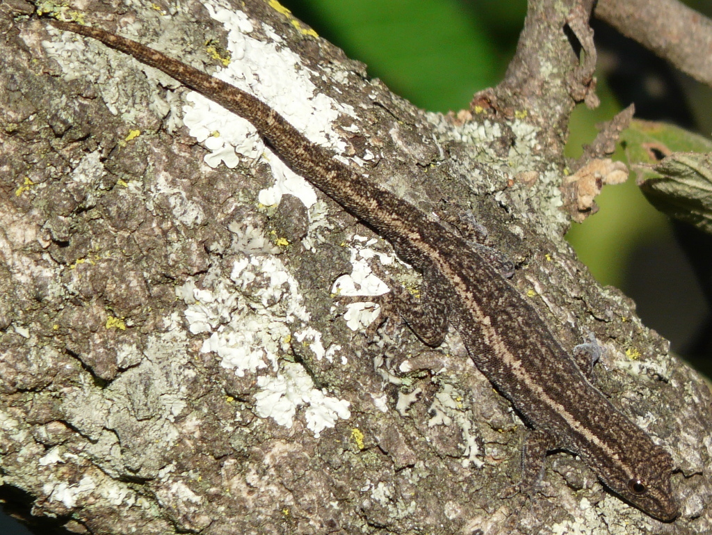 Image of Cape dwarf gecko