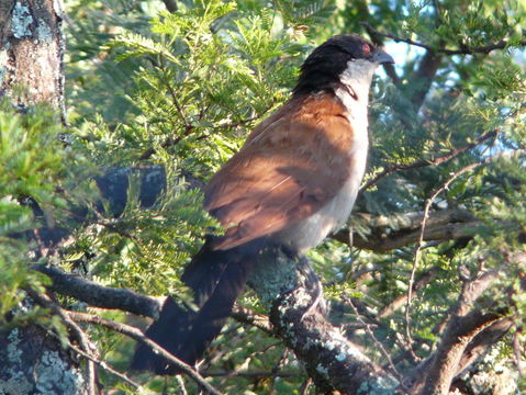 Plancia ëd Centropus senegalensis (Linnaeus 1766)