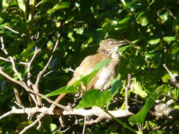 Image de Bulbul de brousse