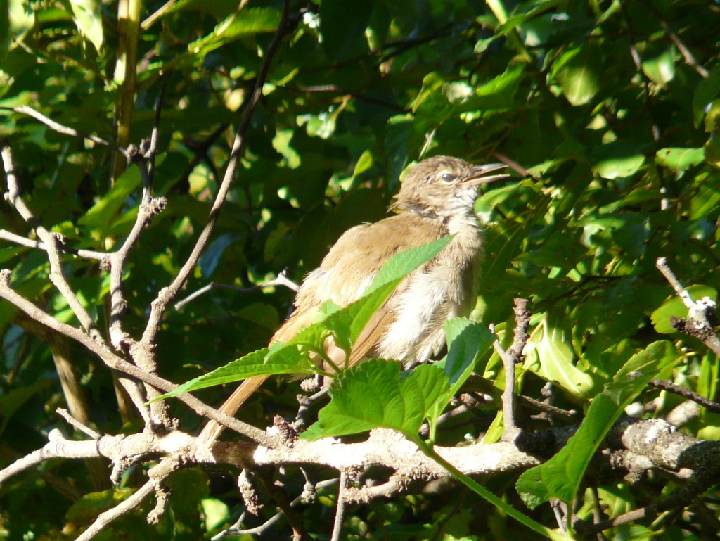 Image of Terrestrial Brownbul