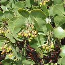 Image of Roof's manzanita