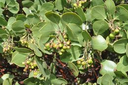 Sivun Arctostaphylos manzanita subsp. roofii (Gankin) P. V. Wells kuva