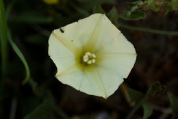 Image of chaparral false bindweed