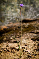 صورة Dichelostemma capitatum (Benth.) Alph. Wood