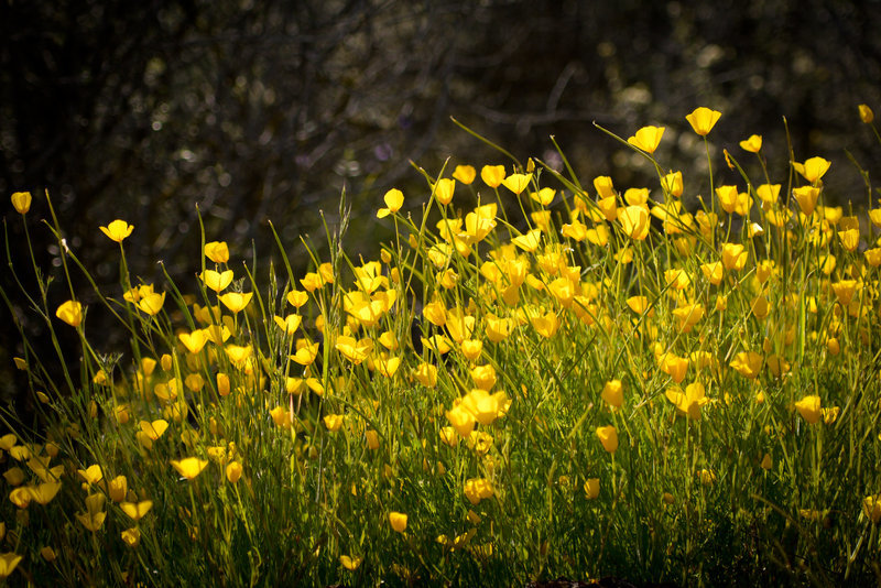 Image of tufted poppy