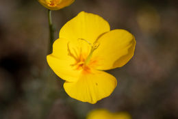 Image of tufted poppy