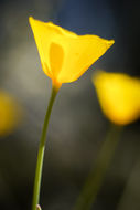 Image of tufted poppy