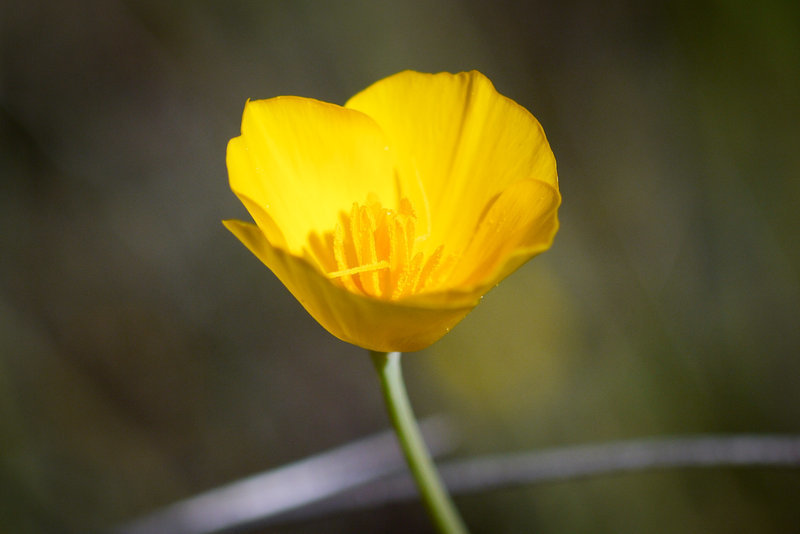 Image of tufted poppy