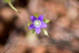 Image of Common Bluecup