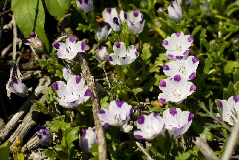 Imagem de Nemophila maculata Benth. ex Lindl.