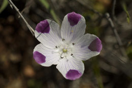 Image de Nemophila maculata Benth. ex Lindl.