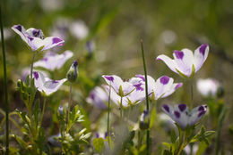 Imagem de Nemophila maculata Benth. ex Lindl.