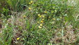 Plancia ëd <i>Sonchus bulbosus</i>