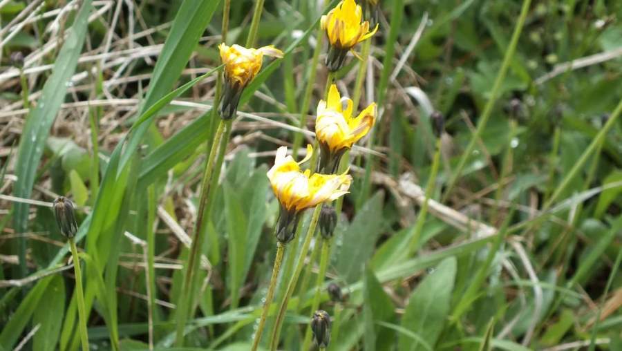 Plancia ëd <i>Sonchus bulbosus</i>